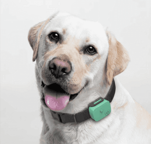 Dog wearing WellPet Basic collar