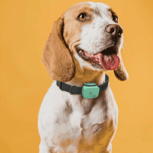 Dog wearing WellPet Emotional+ collar