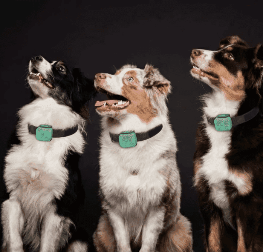 Multiple dogs wearing WellPet collars